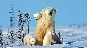 RÃ©sultat de recherche d'images pour "ours polaire"