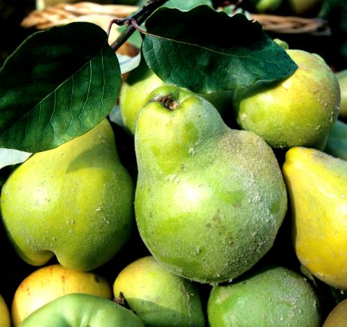 Arbre fruitier : Cognassier