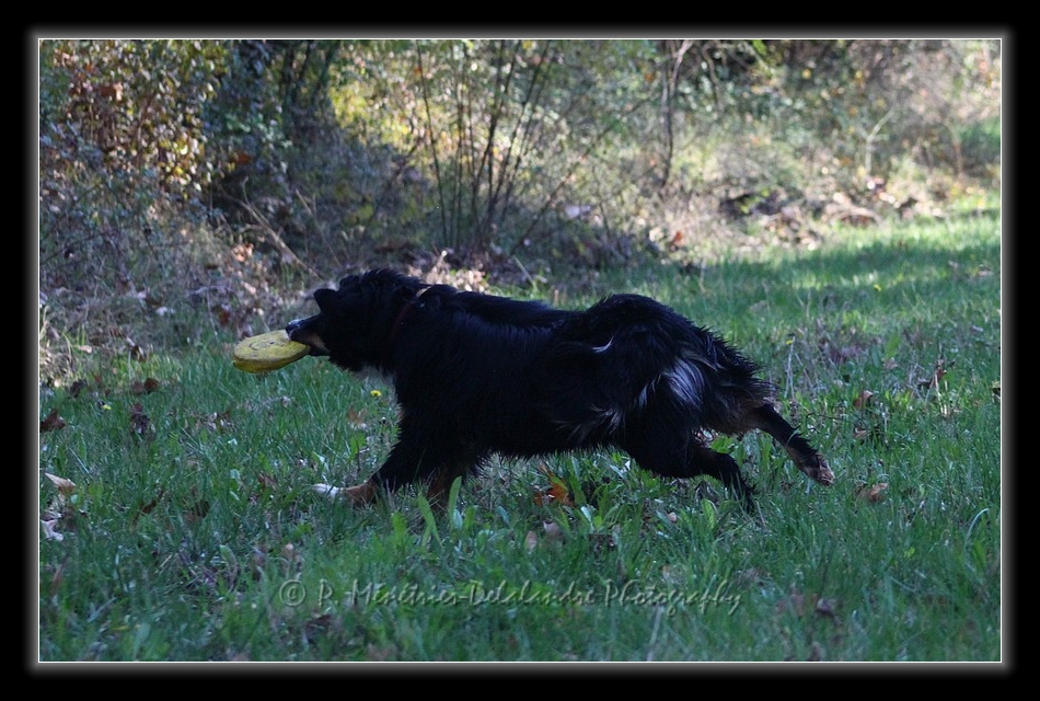 Apprentissage du Freezby-Dog...