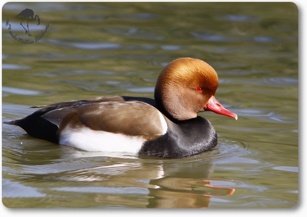 Nette rousse...