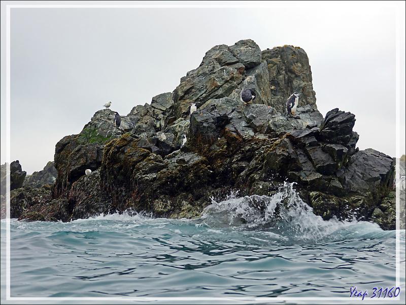La faune de Cooper Bay : Manchots à jugulaire et papous, Éléphants de mer, Otaries, Pétrels, Labbes, Chionis blancs ... - Géorgie du Sud