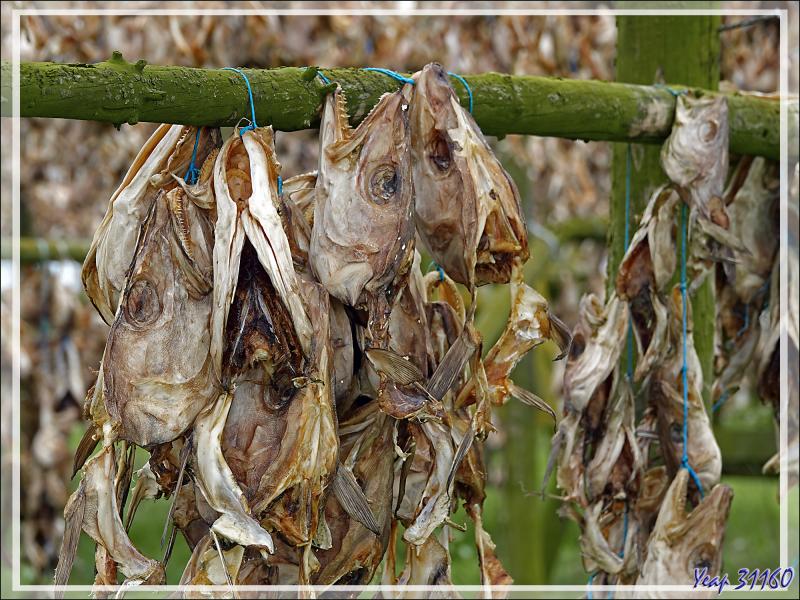 07/06/2023 : nous terminons la journée par le système volcanique de Krisuvik qui s'étend du sulfatare de Seltun au lac de Kleifarvatn - Péninsule de Reykjanes - Islande