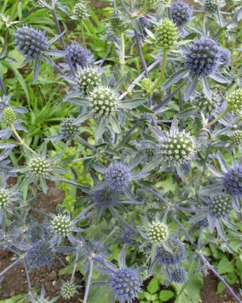 Fleurs cultivées : Panicaut