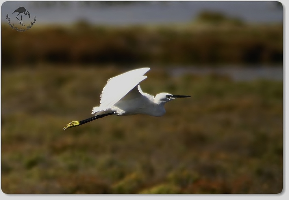 Aigrette Garzette...