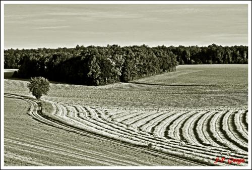 Paysages Châtillonnais en noir et blanc, par Jean-Pierre Gurga