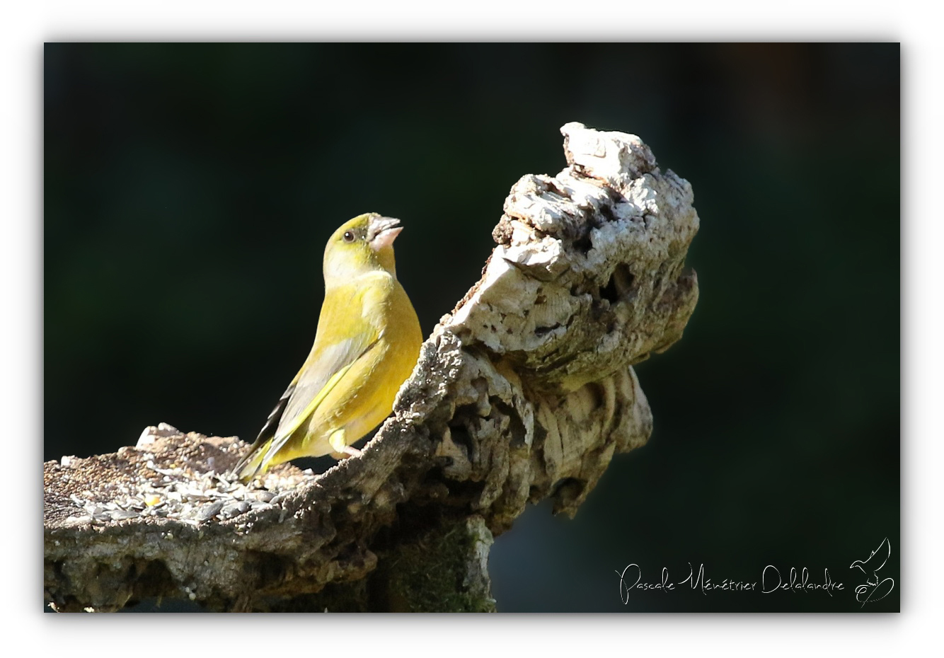 Quand le Verdier s'impose...