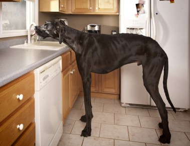 chien-i.jpg