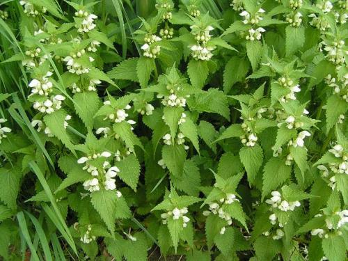 Vertus médicinales des plantes sauvages : Lamier blanc
