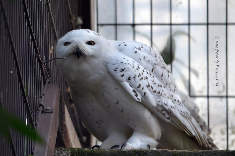 Ménagerie du Jardin des Plantes : La Chouette Harfang