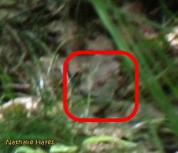 La Page de Nathalie Hayes