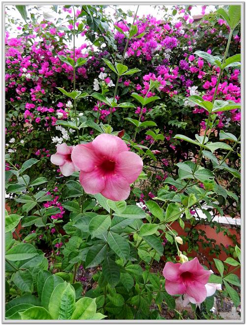  DES FLEURS DU SENEGAL