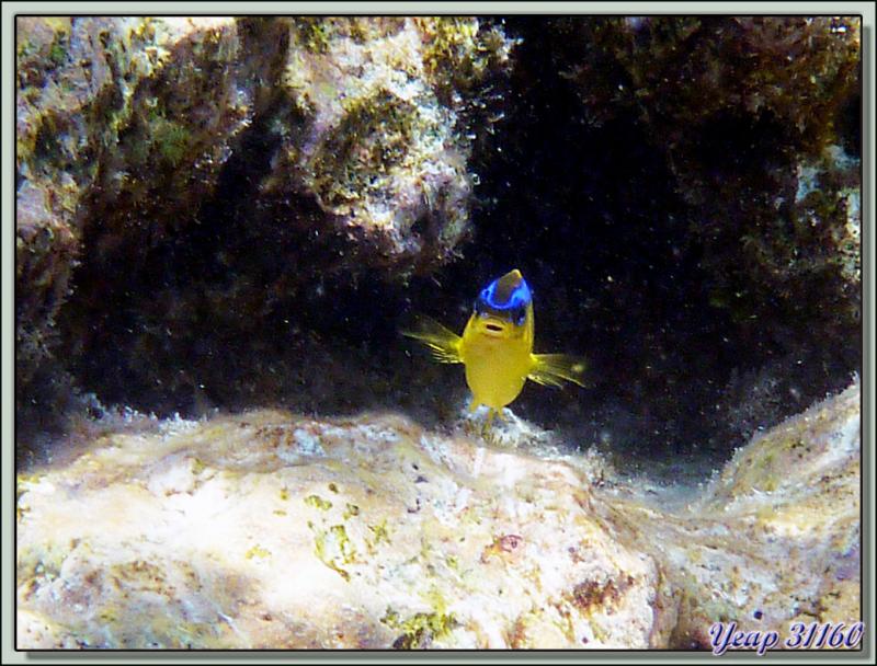 Snorkeling dans le lagon de la pension Raira Lagon : Demoiselle de Brownrigg - Rangiroa - Polynésie française