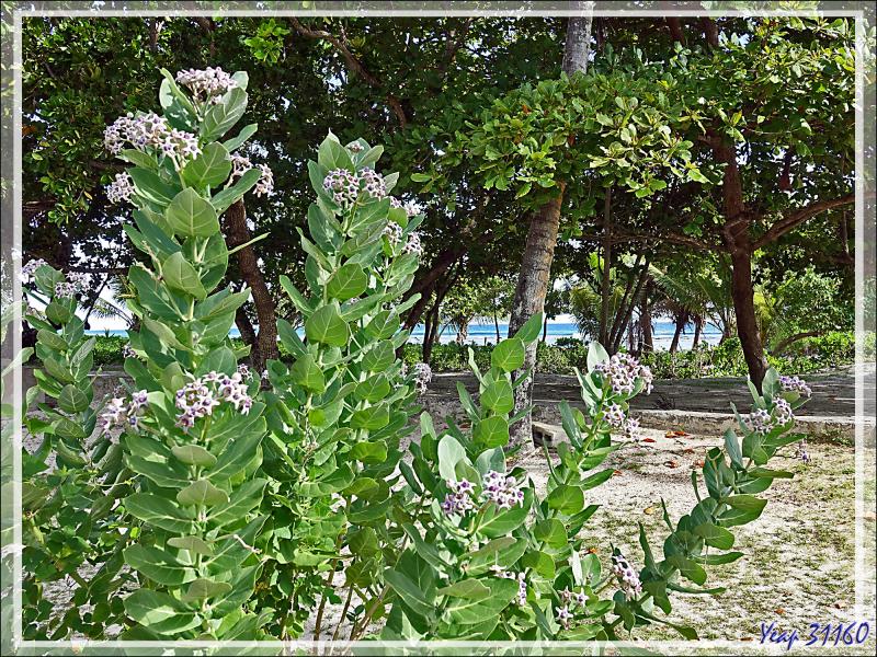 14/12/2021 :  seconde journée à Silhouette Island passée entre promenade dans le village et les jardins du grand complexe hôtelier voisin et baignades - Seychelles
