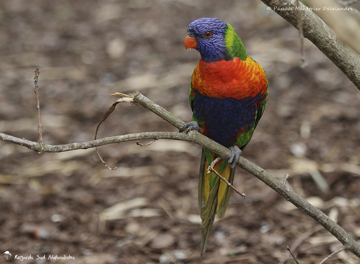 Le Loriquet à tête bleue
