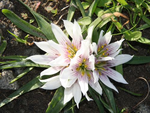 Lundi 20 au dimanche 26 janvier