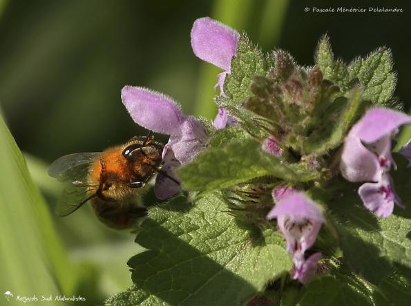 Abeille Colletes hederae ♀