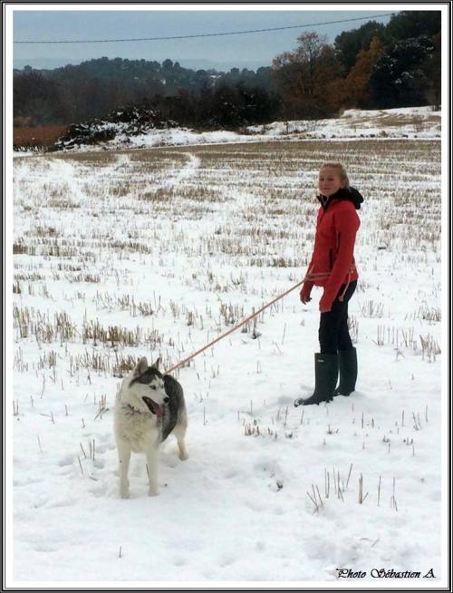 Huskys à la neige (20 décembre 2017)