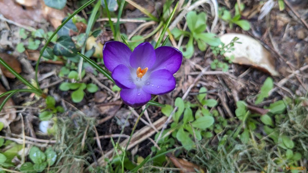 Les fleurs du moment et ++