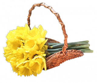 jonquilles