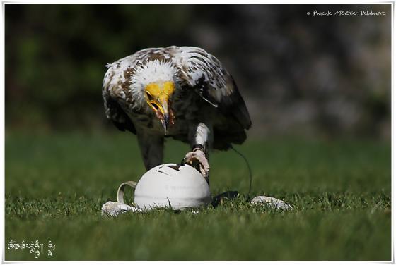 Vautour percnoptère - Neophron percnopterus - Egyptian Vulture