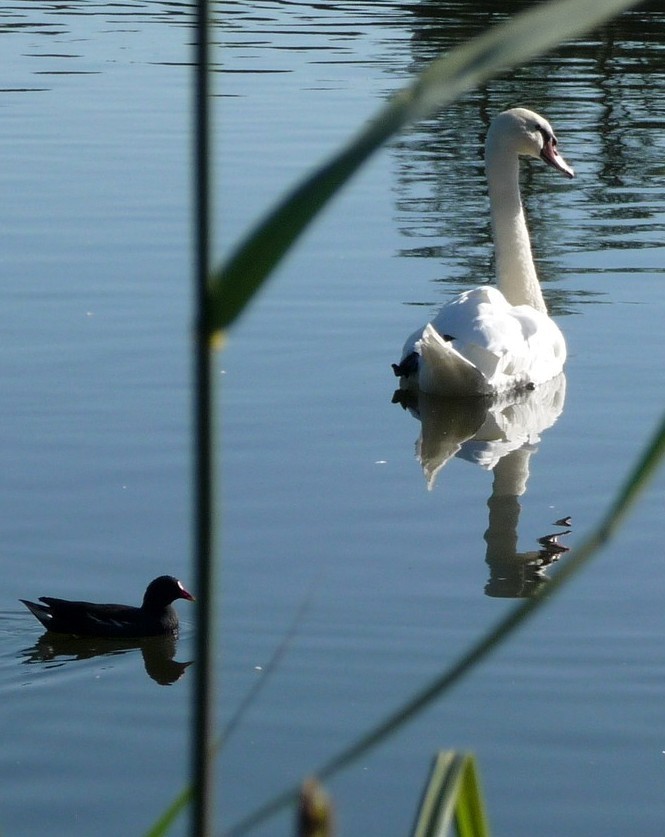 Dans mon blog, toute une collection !