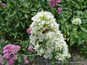 Le centranthe rouge 
