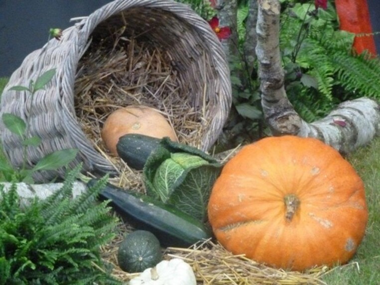 Arrière-saison au potager  ...