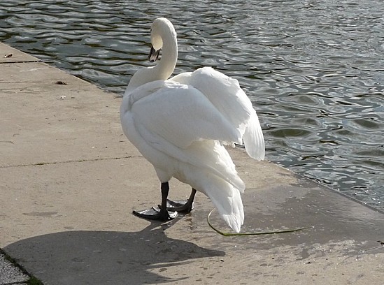 31.10.11 (9)-copie-1