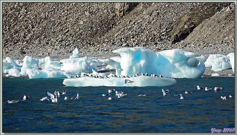 Les Growlers, les Mouettes tridactyles et le Vilain petit canard - Cambridge Point - Coburg Island - Baffin Bay - Nunavut - Canada