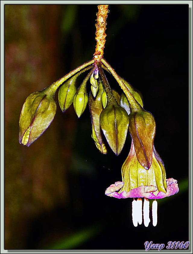 Blog de images-du-pays-des-ours : Images du Pays des Ours (et d'ailleurs ...), Petite promenade de nuit dans la forêt: flower by night - Puerto Viejo de Sarapiqui - Costa Rica