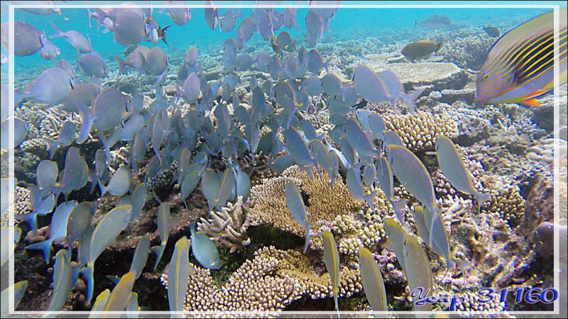 Banc de Poissons lapins argentés ou picots gris ou sigans vermiculés (Siganus argenteus) avec Chirurgiens clowns - Athuruga - Atoll d'Ari - Maldives