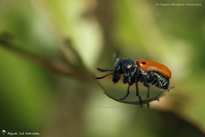 Labidostomis humeralis