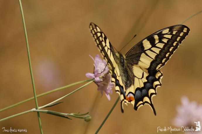 Machaon - Papilio machaon - Papilionidae