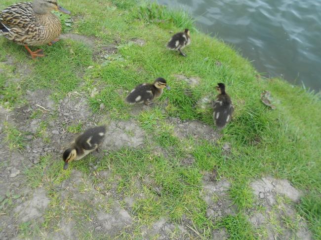 Comment apprivoiser un couple de cygnes !