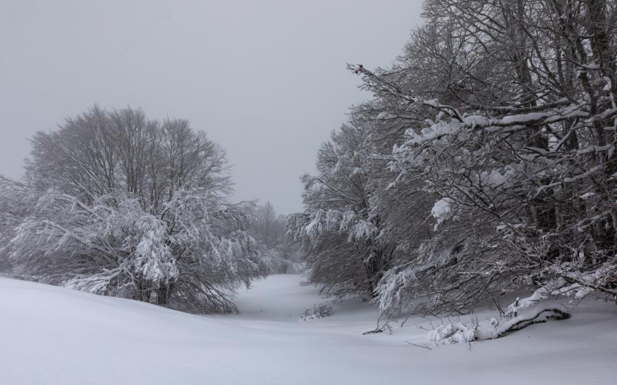 Forêt du Jura