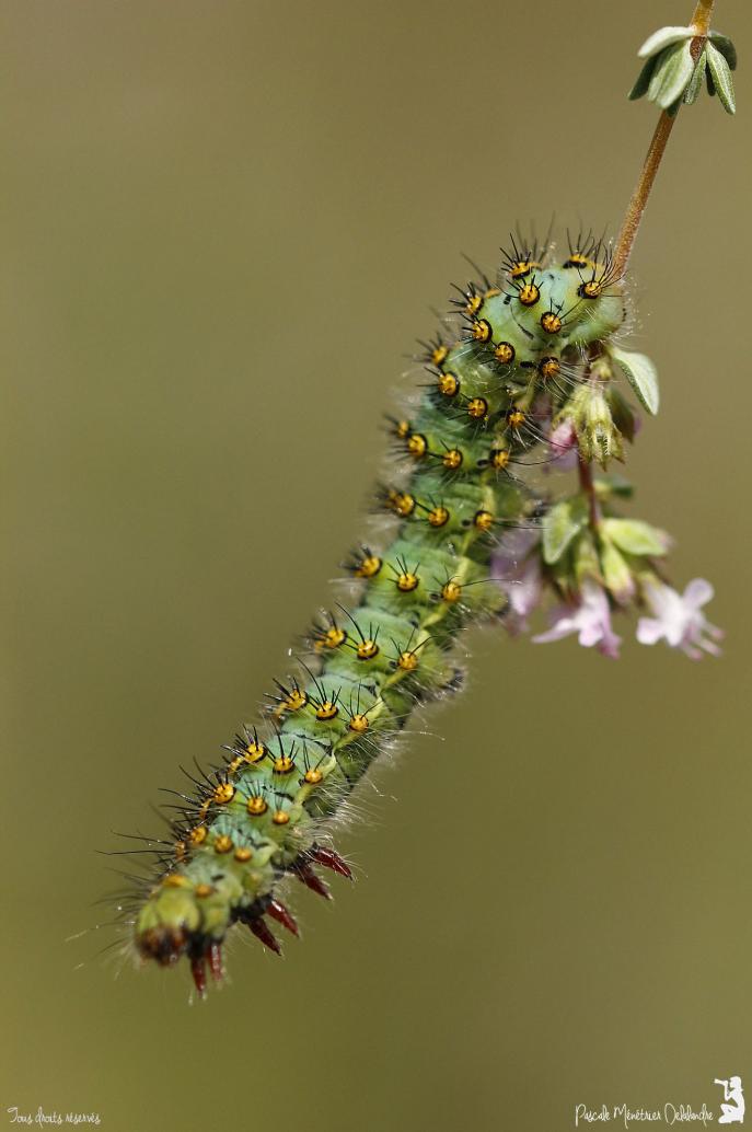 Chenille du Petit paon de nuit (Saturnia pavonia)