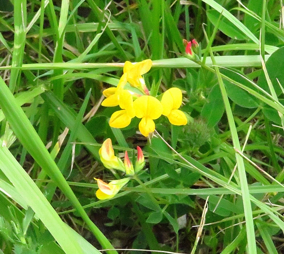 Les orchidées sauvages du Châtillonnais ont fleuri en grand nombre pendant ce printemps 2024