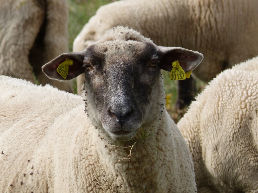 Hier les canards, aujourd'hui ...