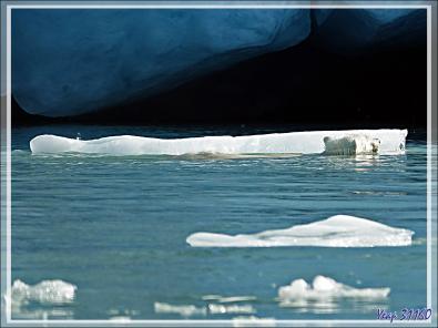 L'ourse et son gros ourson de Croker Bay - Devon Island - Nunavut - Canada
