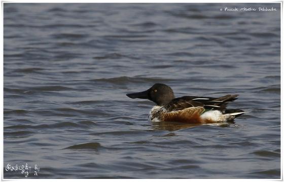 Canard souchet - Anas clypeata - Northern Shoveler