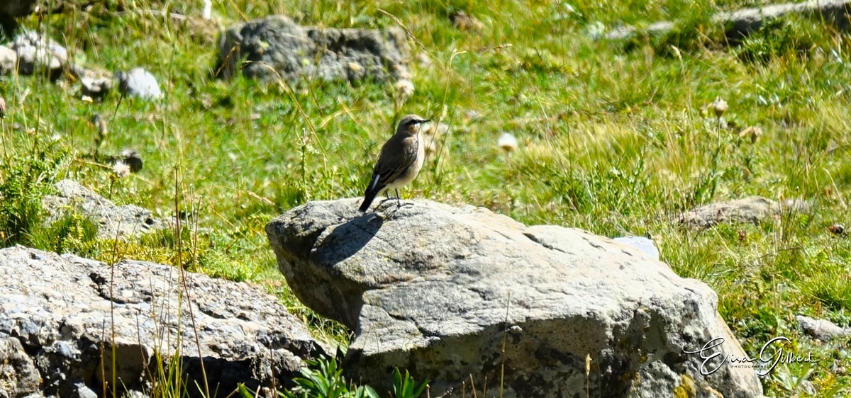 L'Encombrette