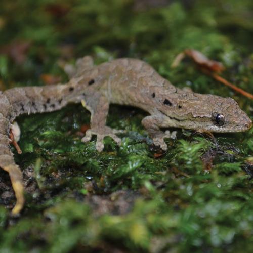 Pour  se protéger ,  