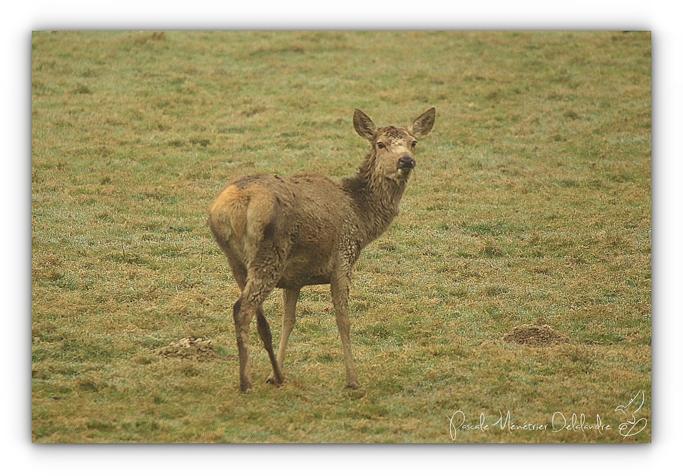 Beauté sereine dans un léger brouillard