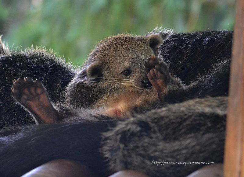 Ménagerie du Jardin des Plantes : Le Binturong