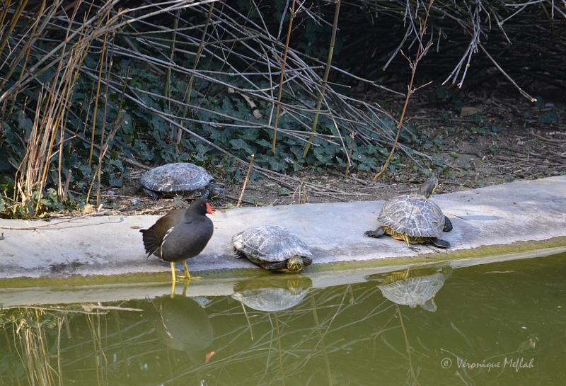  Des tortues de Floride au Parc Montsouris