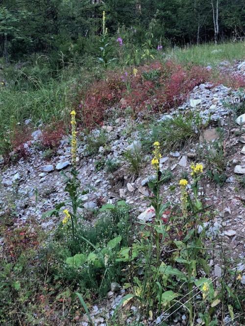 La Chau (Seyne - Montclar)