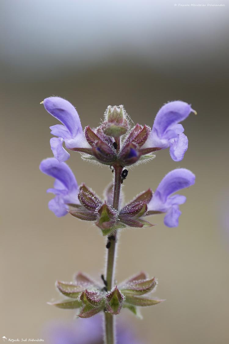 Sauge officinale - Salvia officinalis L.
