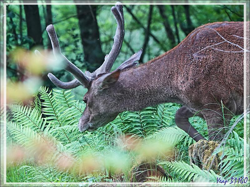 2 Cerfs en photos en période des velours - Lartigau - Milhas - 31