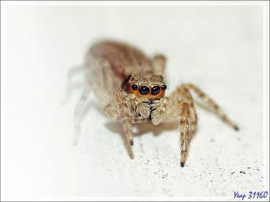 Retour vers l'hôtel avec rencontre, dans la forêt, d'un bizarre amphibien apode : un Gymnophiona, appelé Cécilie (Hypogeophis rostratus) - Ile Silhouette - Seychelles