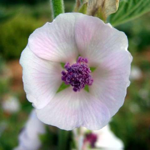 Fleurs cultivées : Guimauve